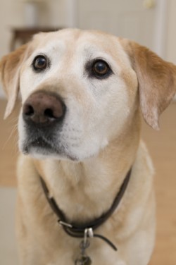 dog pending custody in a divorce