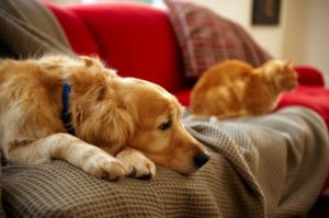 Pet Custody and Divorce
